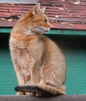 [cat]
